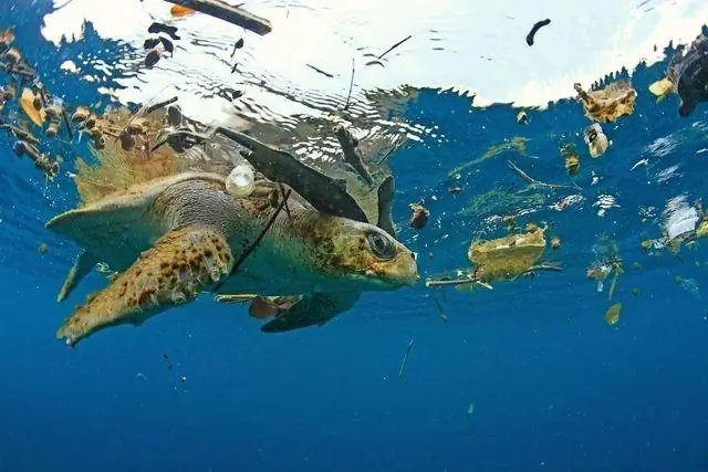 Как разрушение среды обитания фигурирует в долгосрочных планах выживания