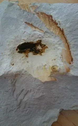 Подсчет акул: исследователи повторно откалибровали плотность популяции акул, используя данные, которые они собрали за 8 лет изучения атолла Пальмира