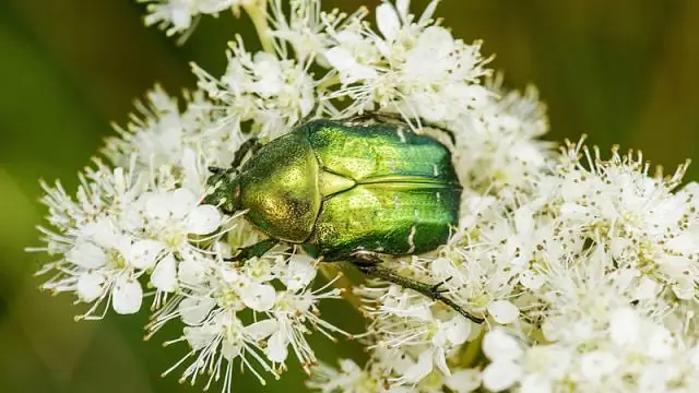 Для танго нужны двое: Жуки – равноправные партнеры в брачном поведении