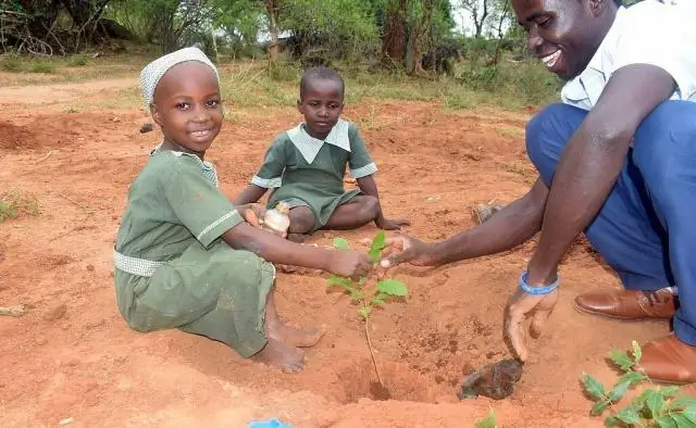 Лесам по всему миру угрожает засуха