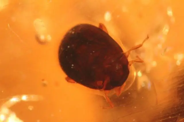 Редкие окаменелости гигантских грызунов вызывают вопросы