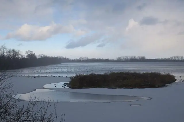 Зимующие утки соединяют изолированные водно-болотные угодья, рассеивая семена растений