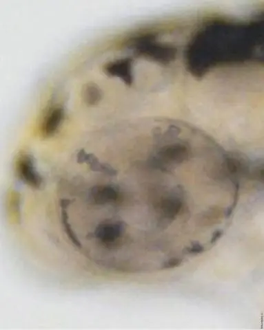 Точная инактивация рецептора нейронных мессенджеров стирает память о страхе у мышей