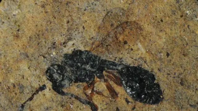 Исследователи нашли потенциальных жуков, способных поедать инвазивную траву когонграсса