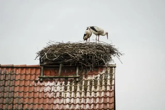 Как перелетные птицы реагируют на более мягкую осень? Изучение мигрирующих певчих птиц демонстрирует важность температуры при принятии решения о начале миграции