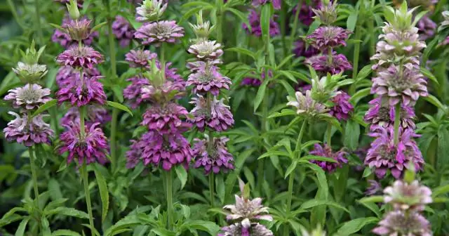 Кровные узы питают сотрудничество между видами, а не инстинкт выживания: Командная работа не делает мечту реальностью