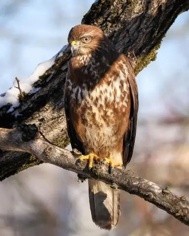 Рыбаки одного пера толпятся вместе: поведение группового моббинга дает птицам-самцам шанс произвести впечатление на потенциальных партнеров для спаривания