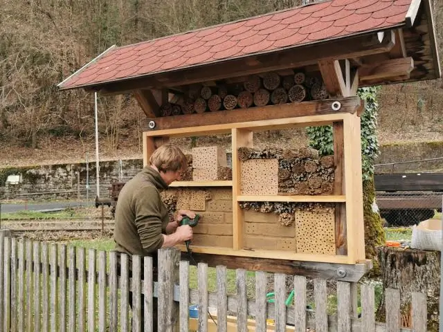 Пчелы без жала охраняют свои гнезда солдатами
