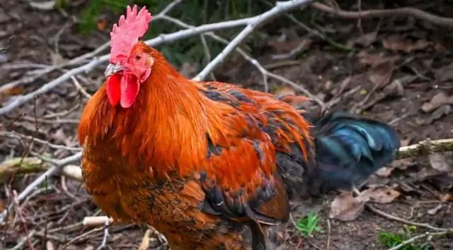 Попутчик с хищником: исследования показывают, что вторичное распространение семян хищными животными важно для повторного заселения растений