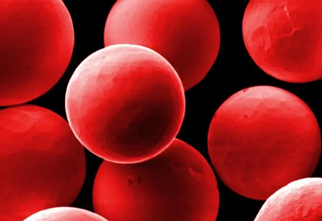 Модель мыши может пролить новый свет на реакцию иммунной системы на вирус Зика: ученые успешно заражают взрослых мышей со здоровой иммунной системой