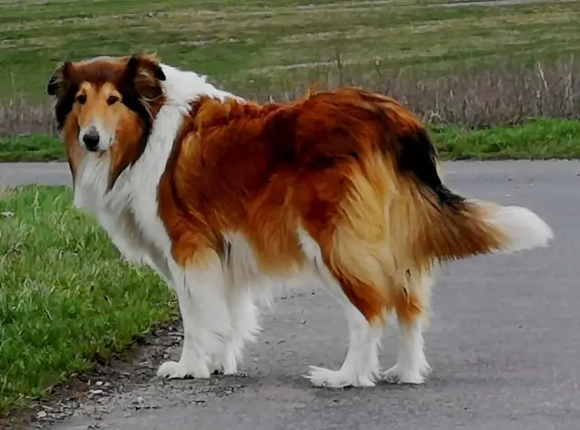 Свиньи с отредактированными генами демонстрируют признаки устойчивости к основным вирусным заболеваниям