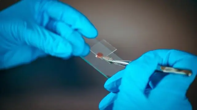 Исследователи детализируют генетические механизмы, управляющие ростом и реакцией растений на засуху