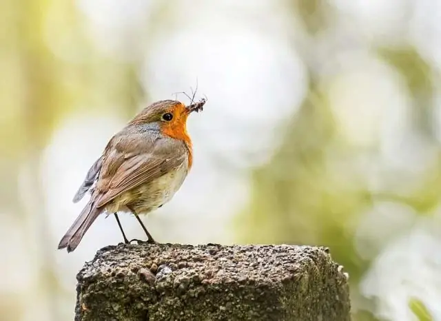 Миграция акулы-молота дает новую надежду на сохранение