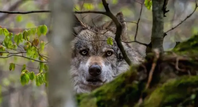 Восстановление хищников и жертв: исследователи показывают, что одновременное восстановление хищников и жертв намного быстрее и эффективнее, чем по одному