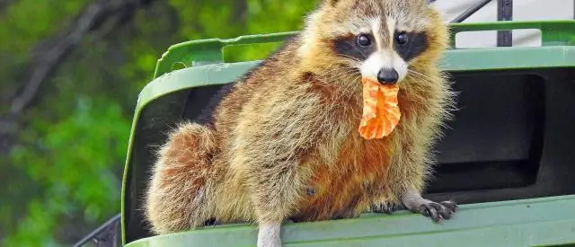 Инвазивные местные болотные травы могут приносить те же преимущества, что и охраняемые водно-болотные угодья