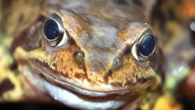 Лягушки обладают уникальной способностью различать цвета в темноте
