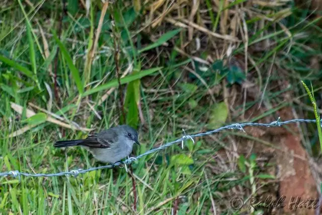 Альтернативы дорожной соли изменяют водные экосистемы: исследователи проверяют влияние обычной дорожной соли, добавок и альтернатив
