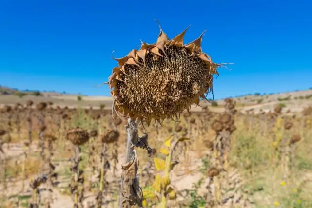 Загрязнение Азии и жара усугубляют смог в США, показывают исследования