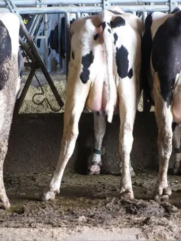 Виды пчел с малоизвестным гнездовым поведением используют пластик вместо листьев