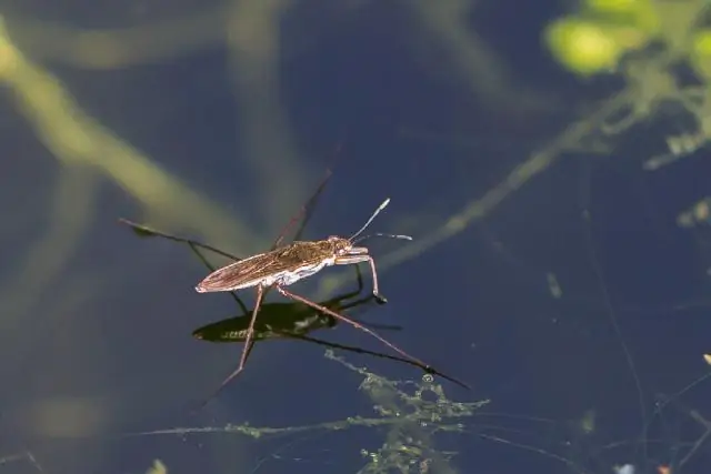 Насекомые любят порывы ветра