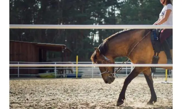Верховая езда может улучшить когнитивные способности детей: исследование показывает, как верховая езда улучшает обучение детей