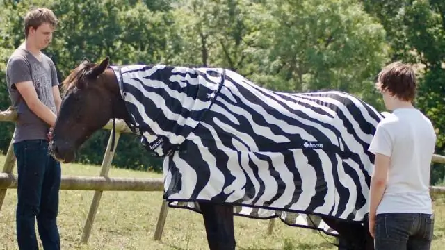 Почему панды черно-белые: ученые, ответившие, почему у зебр черно-белые полосы, задают вопрос пандам