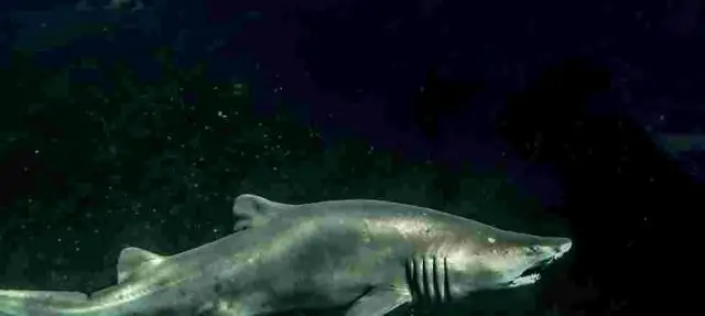 Исследование показывает, как скаты, скаты и акулы чувствуют электрические поля: элегантные эксперименты прослеживают биологию интригующих сенсорных способностей от генов до поведения