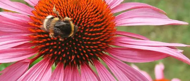 Плодовые мушки прекращают размножение во время заражения