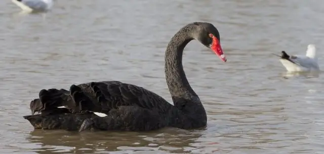События «Черного лебедя» наносят удар по популяциям животных