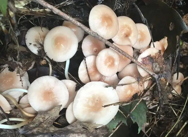 Яркий маркер для клеток "светящаяся палочка"