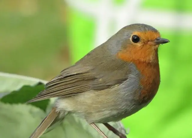 Американские пустынные певчие птицы в опасности из-за потепления климата