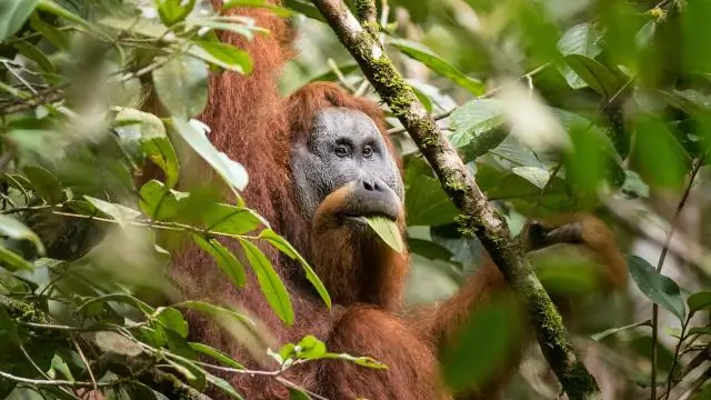 Древесные лягушки-клоуны: недавно обнаруженные и уже находящиеся под угрозой? В регионе Амазонки обнаружено скрытое видовое разнообразие