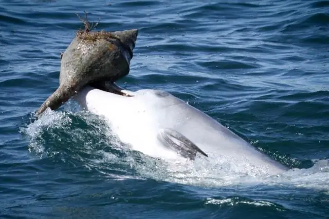 Крокодилы и дельфины развили одинаковые черепа, чтобы ловить одну и ту же добычу