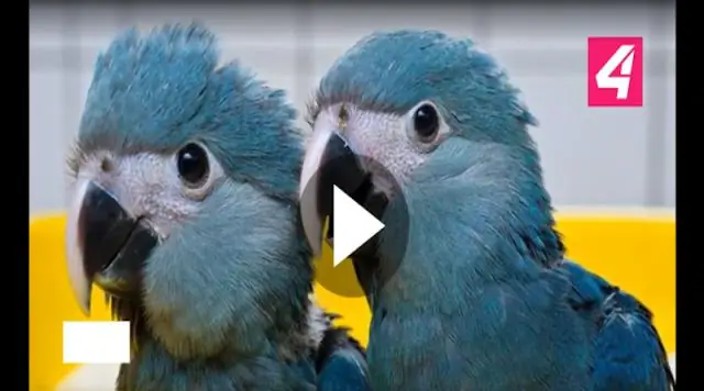 Последнее биомедицинское испытание на шимпанзе в неволе - первая пероральная вакцина против Эболы для спасения диких обезьян