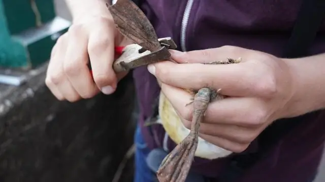 Почему птенцы кайры выпрыгивают из гнезда, не успев научиться летать: понимание, казалось бы, маловероятной стратегии выживания