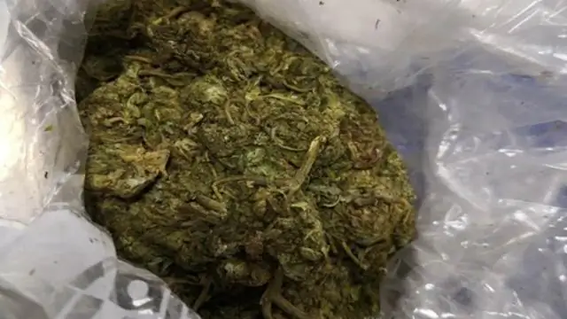 Собраны пять новых синтетических хромосом дрожжей: 30% генетического материала организма заменены на искусственные замены