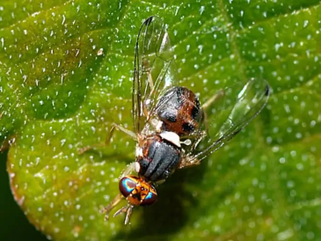 Новый механизм, задерживающий мобильные гены в геноме растений