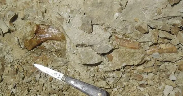 Исследователи обнаружили рай грибных комариков в перуанской Амазонии