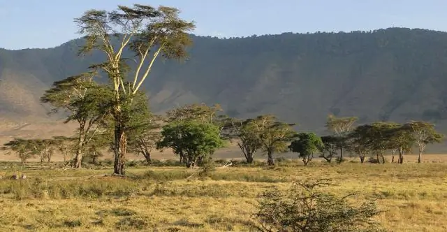 Новые исследования показывают, что изменение климата увеличит пожарную активность в Средиземноморской Европе