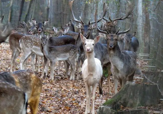 Спорное происхождение символа американского Запада: исследование, направленное на отслеживание общего предка бизона, помогает установить дату его прибытия в Северную Америку