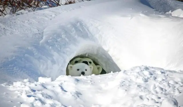 Быстрое сокращение арктического морского льда в сочетании с изменением климата и природной изменчивостью