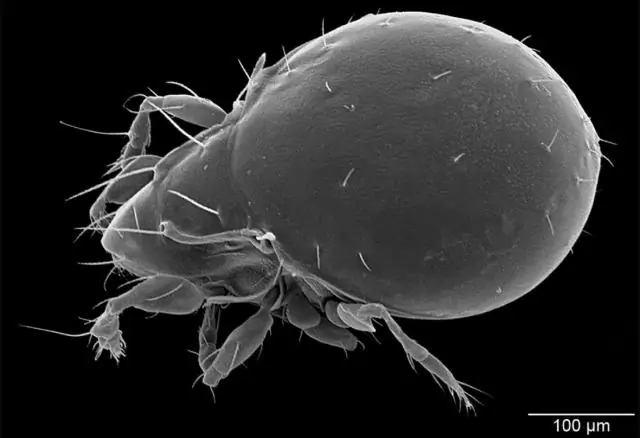 Отравители животных в местных лесах: панцирный клещ использует цианистый водород для защиты