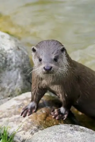 Потери молочая не могут полностью объяснить снижение численности бабочек монархов