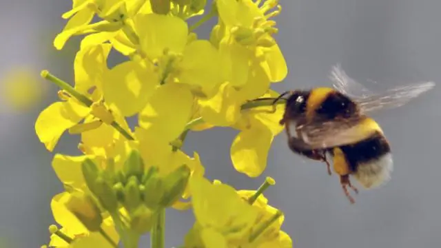 Мухи и пчелы действуют как культиваторы растений