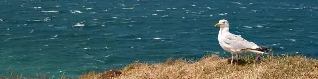 Исчезающие гиганты: крупные пресноводные виды среди тех, кому больше всего угрожает исчезновение на планете