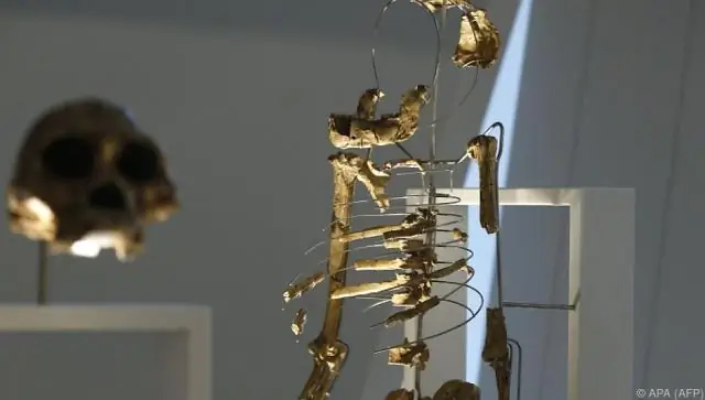 Старейшие в мире растительноподобные окаменелости доказывают, что многоклеточная жизнь появилась раньше, чем предполагалось