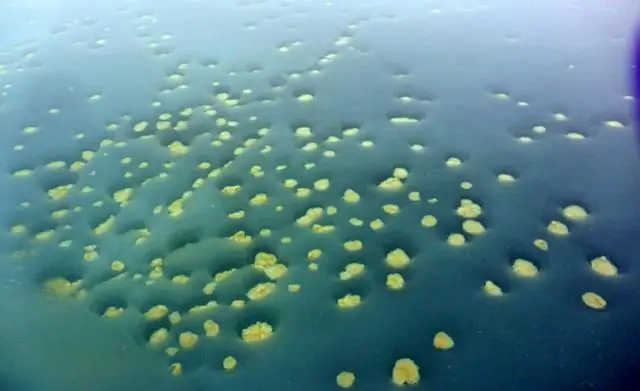 Когда тает морской лед, молодь сайки может проголодаться: биологи подтверждают, насколько сильно рыба зависит от ледяных водорослей