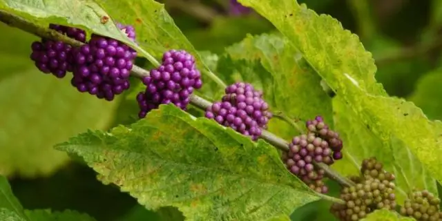 Борьба с MRSA с помощью новых соединений, разрушающих мембраны