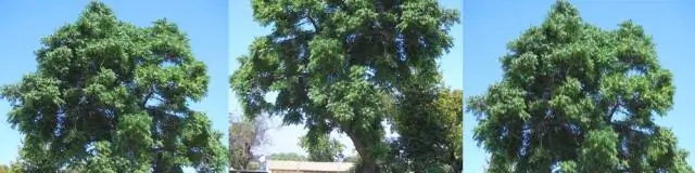 С изменением климата кустарники и деревья расширяются на север в Субарктике