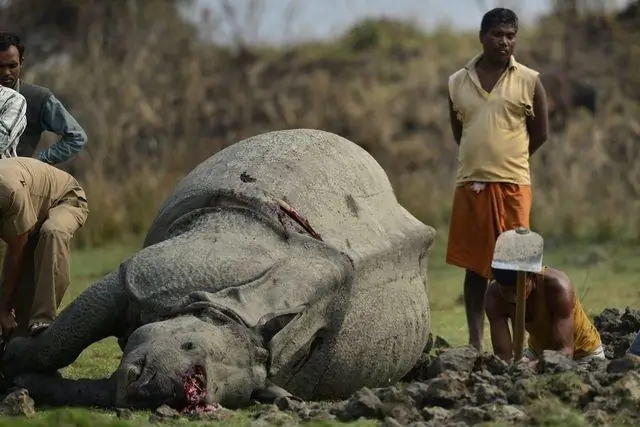 Перехитрить изменение климата с помощью растения-диммера? Установлен молекулярный механизм цветения весной